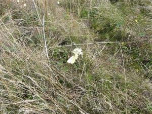 Rybník_Colias alfacariensis_22.8.2013